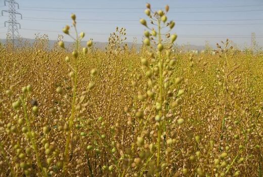 آغاز برداشت دانه‌های روغنی در شمال استان آذربایجان شرقی