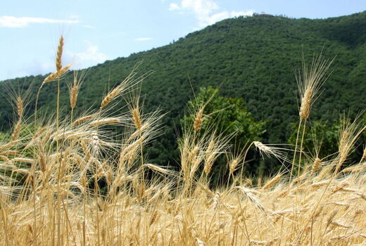 ۵۹۱ هزار هکتار از دیمزارهای کردستان زیر پوشش طرح جهش تولید قرار می‌گیرد
