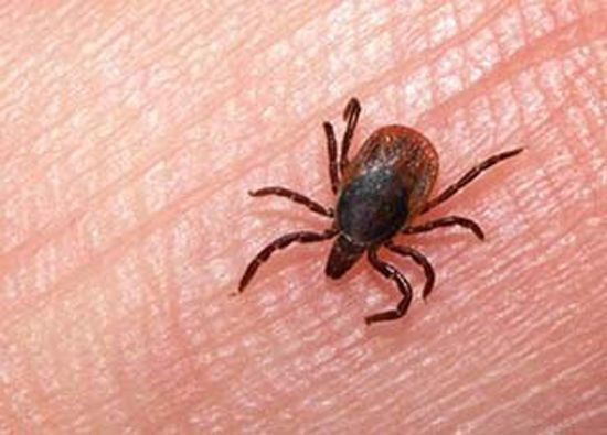 آموزش پیشگیری و مبارزه با تب کریمه کنگو در شادگان