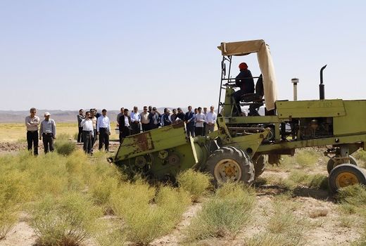 تنها سایت زنجیره تولید علوفه ارزان کشور، باعث رونق تولید گوشت ارزان شتر می شود