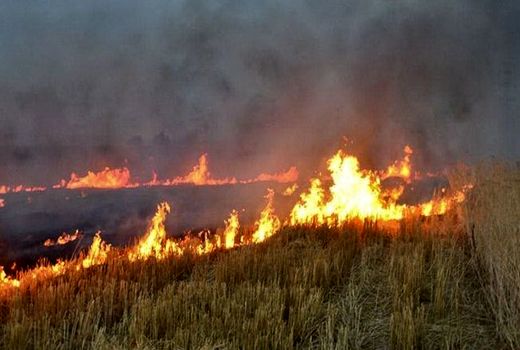 کارگاه آموزشی اطفاء حریق در عرصه های طبیعی در گناوه برگزار شد