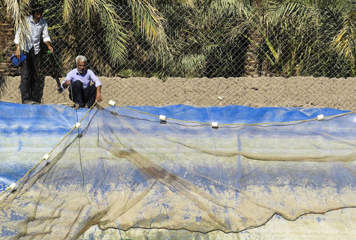 افزایش تولید گوشت ماهی در کرمان