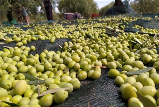 برداشت زیتون از باغات شهرستان مرودشت