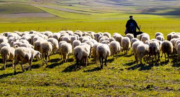 معاونت تخصصی در حال برنامه ریزی برای واردات دام پایه پروار است