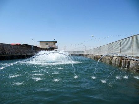 تولید 250 تن انواع ماهیان سردابی و گرمابی 