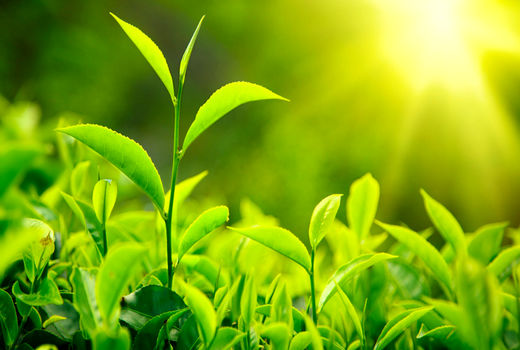 افزایش بازدهی فرآیند فتوسنتز