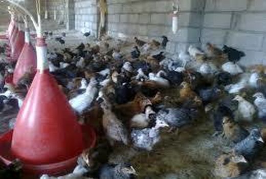 اعطای تسهیلات به متقاضیان مشاغل خانگی و مرغداری در مسجد سلیمان