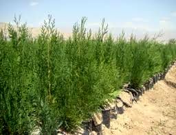 تولید ۱۹۰ هزار اصله نهال در نهالستان منابع طبیعی خراسان شمالی