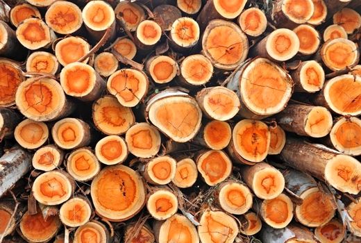 بسته حمایتی از زراعت چوب در راه است