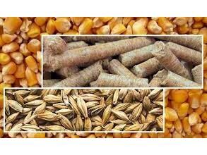 توزیع یک هزار تن نهاده بین دامداران میاندورودی