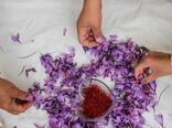 خرید حمایتی 7 تن زعفران در خراسان رضوی