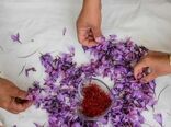 خرید حمایتی 7 تن زعفران در خراسان رضوی