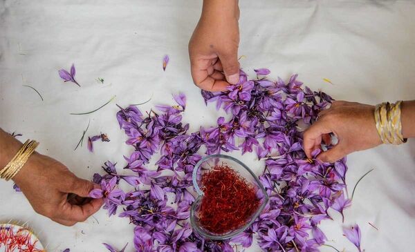 زعفران‌ و کلبه‌های بوم گردی معیشت مکمل‌اند