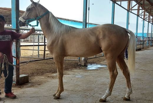 بازدید رییس سازمان جهاد کشاورزی خراسان شمالی از مزرعه پرورش اسب در مانه و سملقان