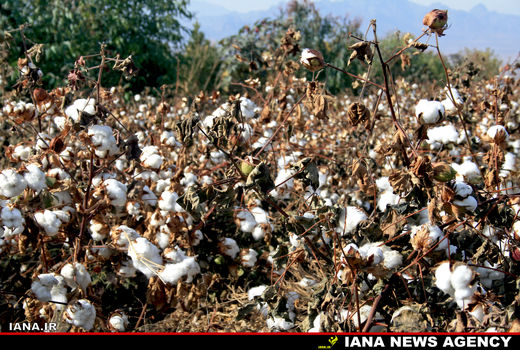 کاشت طلای سفید در فارس