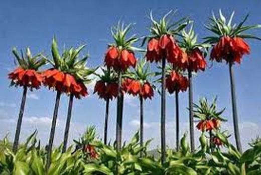 ممنوعیت ورود گردشگر به دشت لاله‌های واژگون کوهرنگ