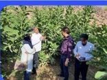 جلوگیری از خشکیدگی ۴۰۰ هکتار باغات انجیر منطقه زیودار شهرستان پلدختر با اقدام جهادی و احداث ایستگاه پمپاژ موقت