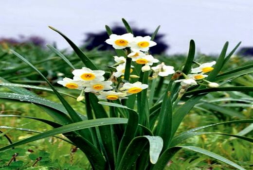 رونق کاشت گل نرگس در کازرون