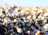 کشت نشایی پنبه در شهرستان ارزوئیه