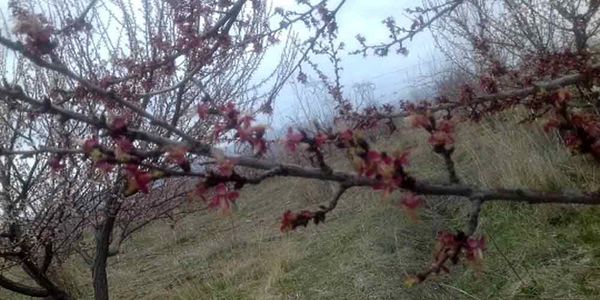 خسارت سرمازدگی در اراضی زراعی و باغی گلپایگان