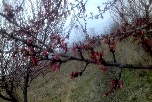 خسارت سرمازدگی در اراضی زراعی و باغی گلپایگان