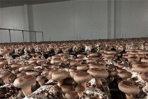 راه‌یابی درمانگر سرطان به مزارع پرورش قارچ