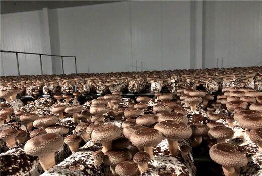 راه‌یابی درمانگر سرطان به مزارع پرورش قارچ