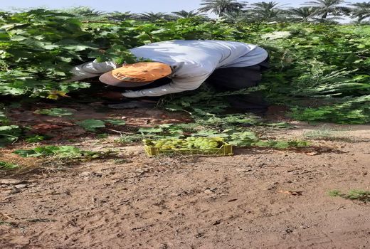 آغاز برداشت انگور از باغات انگور کارون