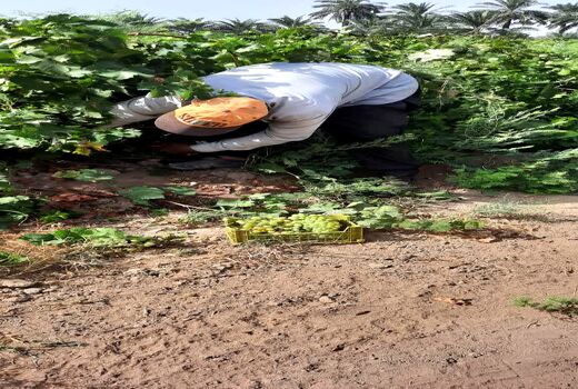 آغاز برداشت انگور از باغات انگور کارون