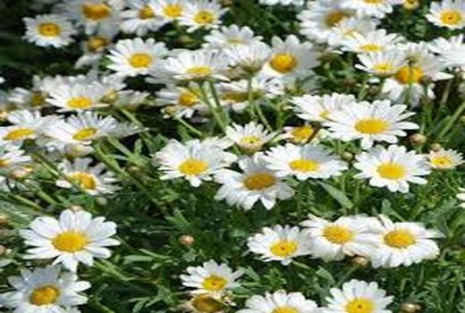 برداشت گیاهان دارویی در رامهرمز 