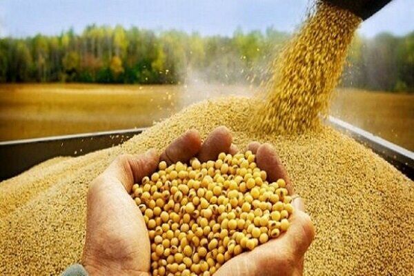 نظارت بهداشتی بر بیش از ۳۴ هزار تن نهاده دامی در بوشهر
