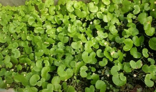 پیوند تجربه ۳۵ ساله، اقتصاد سبز و فناوری نوین در شیلات آذربایجان شرقی + فیلم