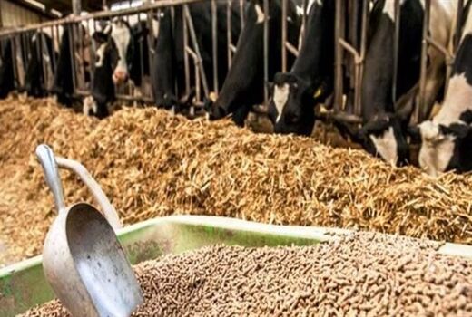 امکان تجمیع اعتبارات خرد سامانه پالیز برای خرید خوراک دام فراهم شد