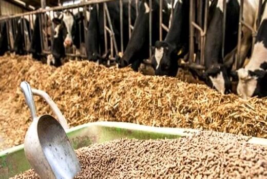 امکان تجمیع اعتبارات خرد سامانه پالیز برای خرید خوراک دام فراهم شد