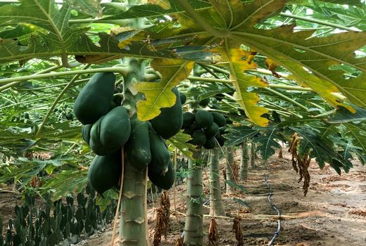 برداشت پاپایا برای اولین بار در مُهر