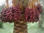 استقرار کاروان ترویجی به مناسبت روز ملی خرما در آبادان