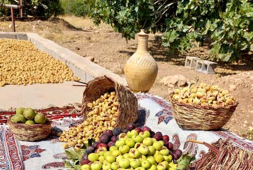 نی‌ریز یکی از قطب‌های تولید انجیر فارس است