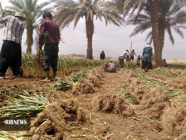 برگزاری اولین جلسه کمیته فنی و اجرایی کشت سیر شهداد