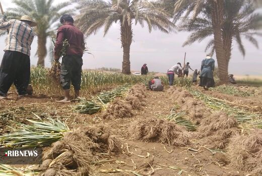 برگزاری اولین جلسه کمیته فنی و اجرایی کشت سیر شهداد