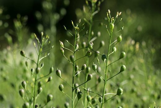 برداشت 10 تن دانه‌های روغنی کاملینا از مزارع خداآفرین