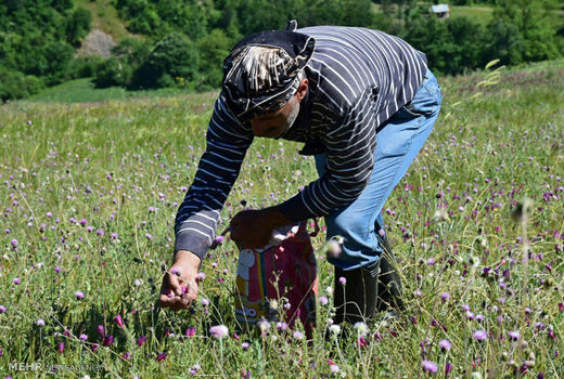 هشدار سازمان منابع طبیعی درباره برداشت بی‌رویه گیاهان دارویی
