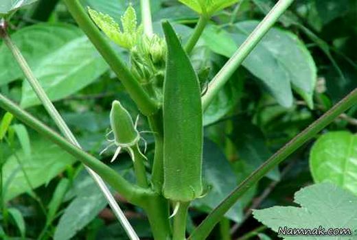 آغاز برداشت بامیه در شهرستان مهران