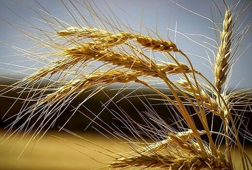 خرید تضمینی گندم در کردستان به ۸۰۰ هزار تن رسید