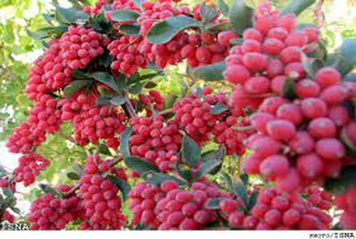 تغییر و اصلاح الگوی کاشت با گیاهان با نیاز آبی کمتر و بهره وری اقتصادی بالاتر در شهرستان  شهربابک