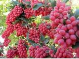 تغییر و اصلاح الگوی کاشت با گیاهان با نیاز آبی کمتر و بهره وری اقتصادی بالاتر در شهرستان  شهربابک