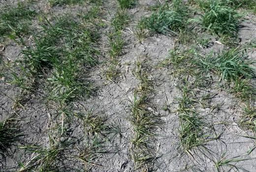 خسارت سرما به اراضی کشاورزی شهرستان خانمیرزا