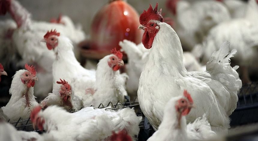 جهش ۳۶/۳ درصدی در یک سال؛ تابستان داغ برای مرغداری‌های صنعتی