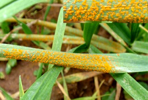  پیش بینی بروز بیماری زنگ زرد در استان کرمان تا پایان هفته آتی