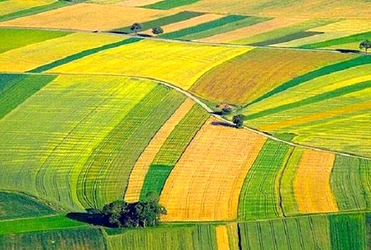 تثبیت ۴ هزار و ۱۲۶ هکتار  از اراضی غیرملی استان بوشهر