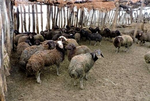 آغاز واکسیناسیون بیماری تب مالت در  شهرستان چوار 